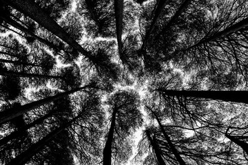 Trees black silloute