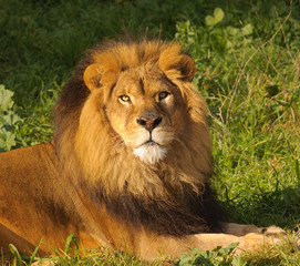 Naklejka na ściany i meble Closeup of a male Lion
