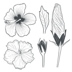 Hibiscus flowers drawing. Vector illustration