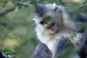 Juvenile Golden Snub-nosed monkey in Golden Monkey National Park,  northwest Yunnan, China