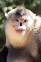 Portrait of adult Golden Snub-nosed monkey in Golden Monkey National Park,  northwest Yunnan, China