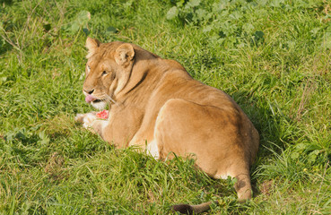 Lioness resting during a meal © Jeffrey Banke