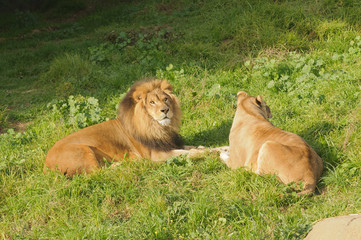 Lions resting after a meal © Jeffrey Banke