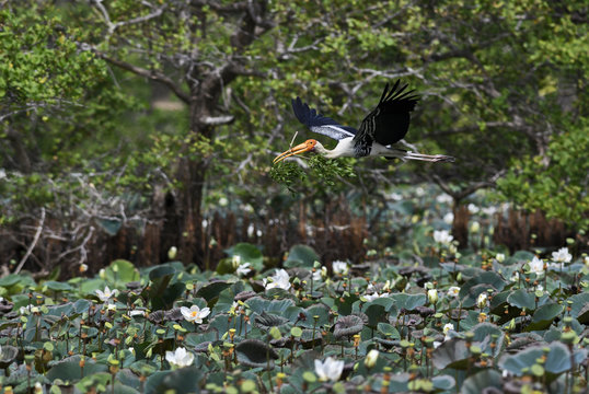 Painted Stork - Mycteria leucocephala in flight collecting branches for nest build, Sri Lanka lakes