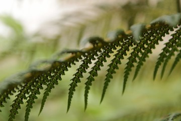 Balantium Antarcticum, Dicksonia leaves in the forest