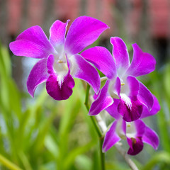Beautiful purple orchid flowers in the garden.