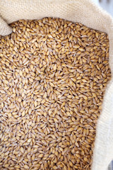 Wheat. Organic Einkorn wheat grains in a bag on a farmers market