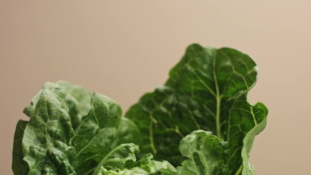 salad leaves closeup movement on beige background with water drops. Fresh green salad leaves