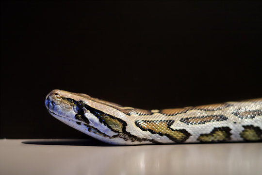 Burmese python,Python bivittatus,IUCN Red List Data Vulnerable , with copy space at black background , focus only eye