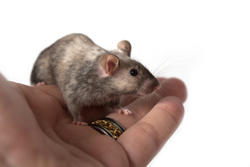 cute little mouse sitting on a hand - isolated on white