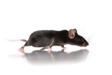 black color mouse isolated on white