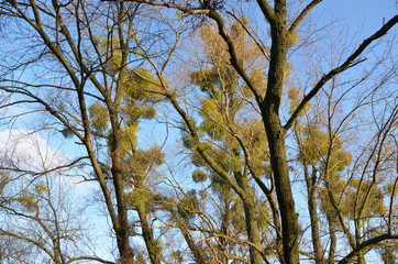 Fototapeta premium Misteln auf Bäumen