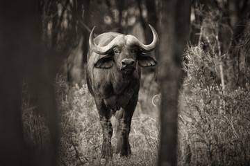 portrait of a cape buffalo