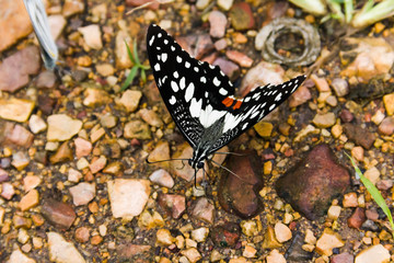Closeup Butterfly on the stone floor