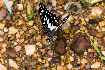Closeup Butterfly on the stone floor