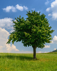 Fototapeta na wymiar Blühender Baum im Frühling