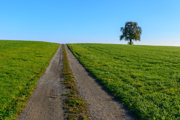 Fototapeta na wymiar Weg in den blauen Himmel mit einsamen Baum auf der Höhe