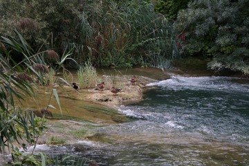 Kaczki nad rzeką w Chorwacji © Miłosz Szymczak