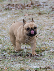 Portrait of French bulldog.  Selective focus on the dog