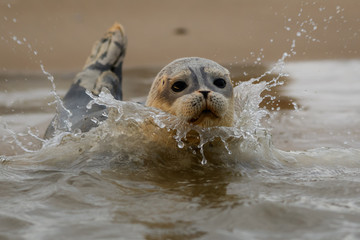 Common Seal Pup - Morston Quay