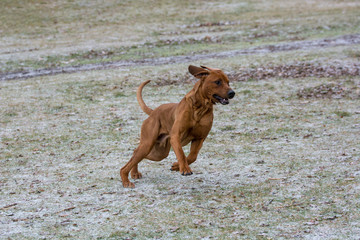 Rhodesian ridgeback running  on the grass. Selective focus