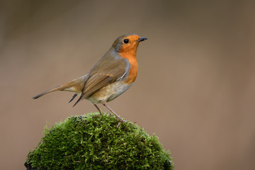 Robin - Rainham Marshes