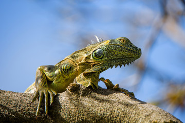 Iguana from Grand Cayman Island