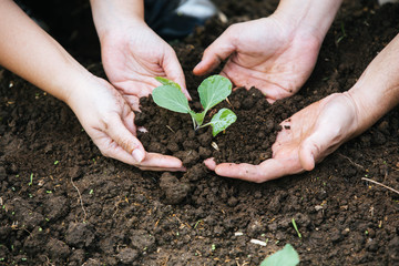 Couples plant trees, Young love couple  planting vegetable, plant a tree.Symbol of spring and ecology concept.