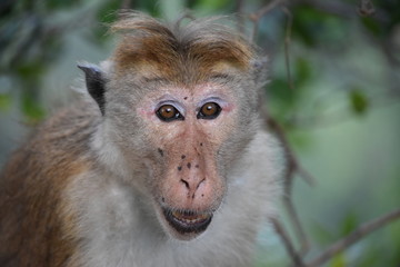 MACAQUE A TOQUE AU SRI LANKA