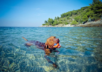 Brown dog enjoying a day on the beach. He catches the ball and swim in the sea