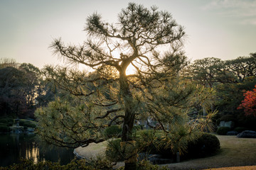 東京　冬の六義園　夕方の松の木