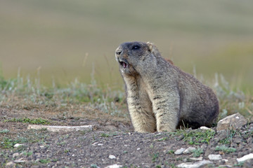 big furry marmot on the meadow screaming