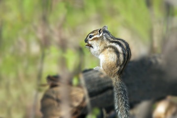 a cute furry chipmunk sitting on a stump and eats