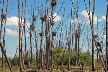 Obraz premium beautiful view of Heron's nests in the trees