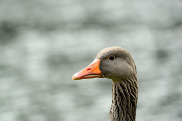 Wildgänse