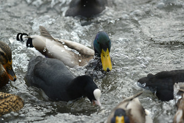 Enten beim füttern