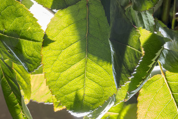 Rose leaf texture, closeup in a vertical direction. Pattern from leafs.