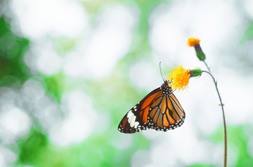 butterfly on yellow flower in the park against green blur background with copy space. beautiful animal life in nature.
