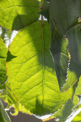 Rose leaf texture, closeup in a vertical direction. Pattern from leafs.