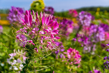 Spider flower amidst acres of sunflowers on a clear day in the north of Thailand.