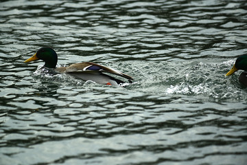 Enten beim füttern