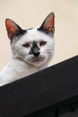  A white stray cat with a black nose and ears. Looks cute and funny.