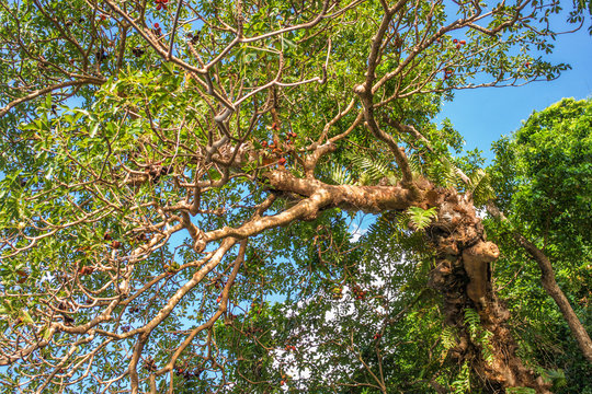 Pongamia pinnata tree