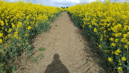 path and shadow in the field