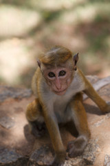 Fototapeta premium Sri Lankan Monkey in Sigirya