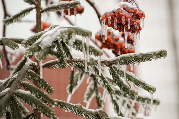 Iced trees, branches, rowanberry. Ice in the trees. Icicles. Ice-crusted ground in winter. City in ice