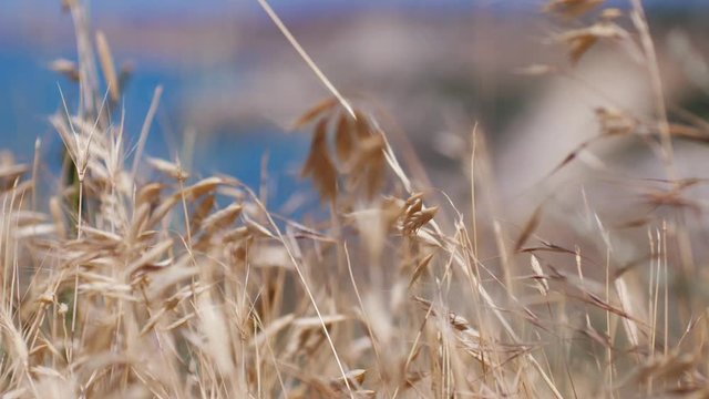 Oats spikelets on the background of the blue sea on Cape of Fiolent. Crimea. 3840x2160