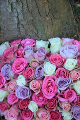  pink and purple mixed wedding roses