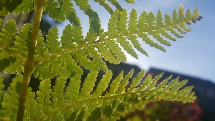 Australian tree fern fronds