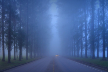 Road in a foggy morning.